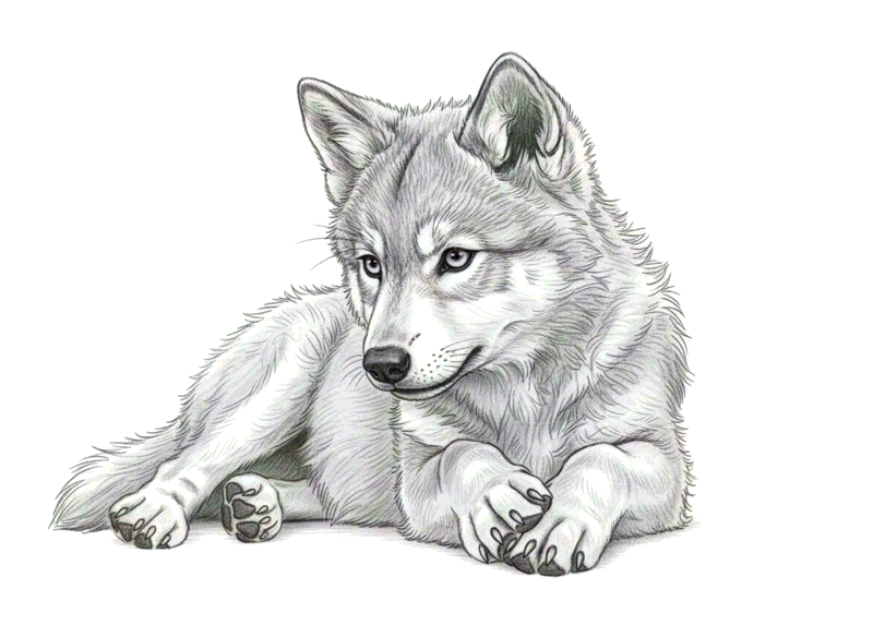 Bleistiftzeichnung eines liegenden Wolfswelpen mit weichem Fell